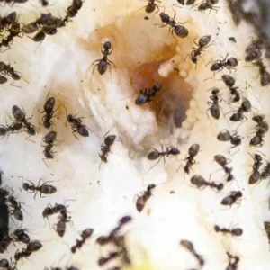 مكافحة النمل
